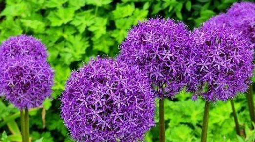  喜欢花：大家有见过这种“大花葱”吗？花语“聪明可爱”，养它观赏性极高