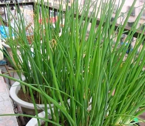  【菠菜】阳台盆栽这些蔬菜，长得快20天上桌，一茬又一茬