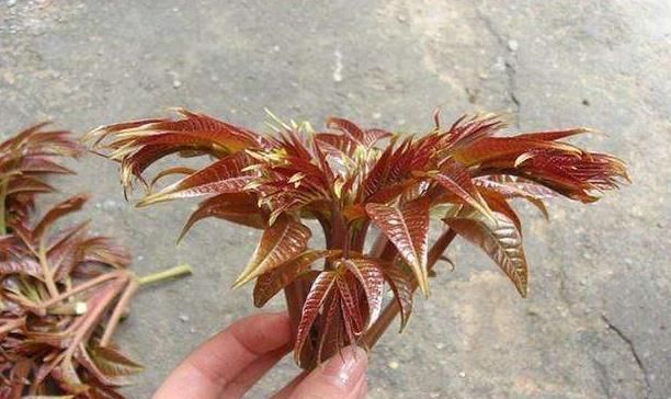  【奢侈品】蔬菜中的奢侈品，价格一年比一年低，农民还要考虑种