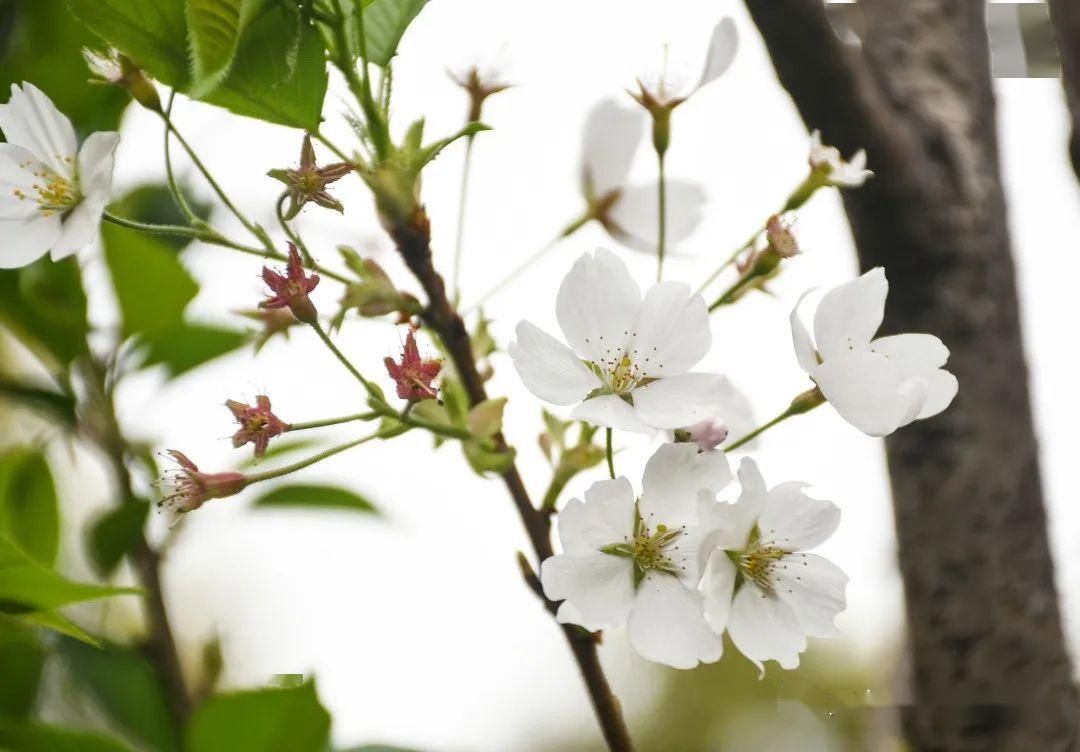  [樱花]美！湖口这里居然有十里樱花，你知道在哪吗？