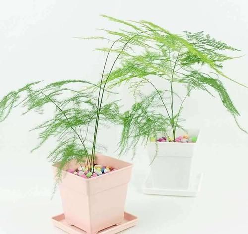  「植物」叶片轻柔茎秆有枝节，文竹枝叶枯黄，我们该怎么办？