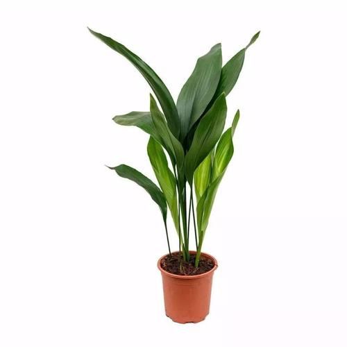  #室内#适合忙碌的人栽培的耐旱、耐阴植物，养室内没阳光的地方也没问题