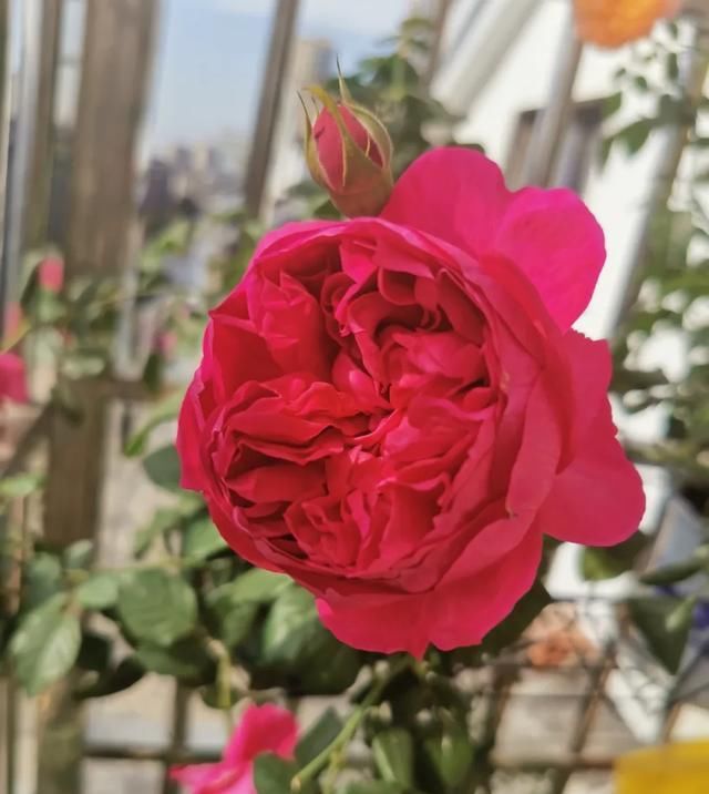  『丰花性好』狼家自育的表现到底如何，戳进来看看花友们的大实话