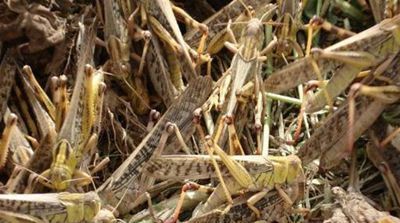  「灾害」这次蝗虫灾害会导致全球粮食短缺吗？会影响国内粮食价
