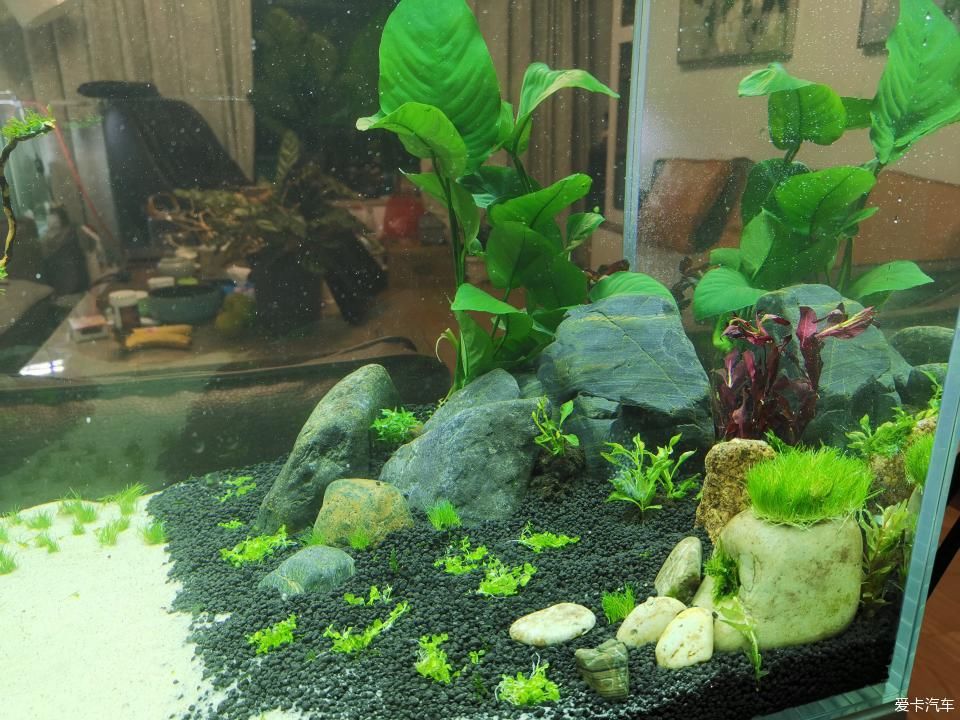  『水质』我家的花花草草第十四季-新手折腾水草缸