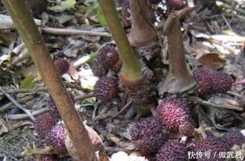 【地面】在山沟里,1种野果像“杨梅”,果子却在地面生长,珍贵、别去踩