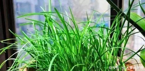  试试■都说种韭菜可以多次采摘，我准备好泡沫箱，试试种在阳台上