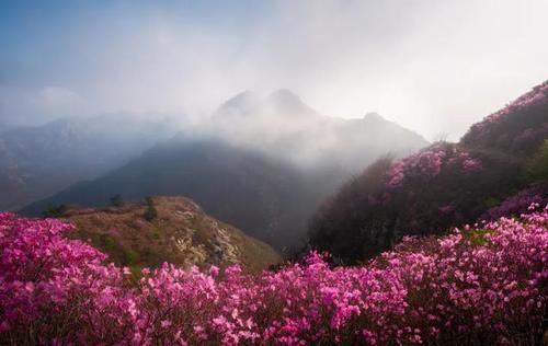  【模式】美丽乡村——花海模式全面解析