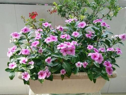 「修剪」这花就叫“天天开”,咔咔一通剪,长成“小花树”,繁殖几十盆