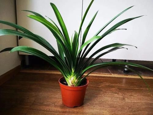  『春节』这些春节前后特受欢迎的观赏花，很适合养成桌面上的盆栽观赏植物