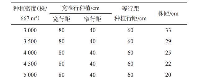  「栽培」夏玉米栽培，做好以下这5点关键要点，提高效益