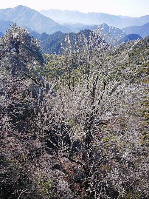 一大波美图正在向你袭来!鹰潭的雾凇让你一秒入仙境!