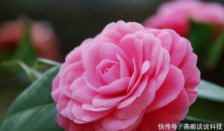 『春天』“3种花”适合春天养，花量大，易爆盆，花开满盆，你家有吗？