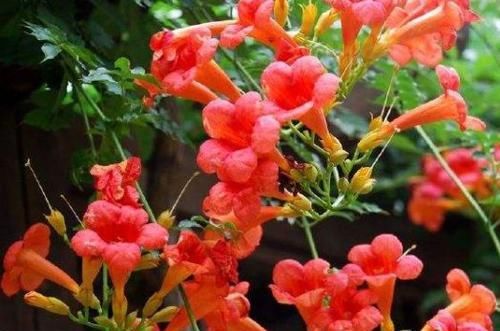  『小花』这几款小花，堪称是开花机器，不黄叶开花勤，阳台变温馨小花园