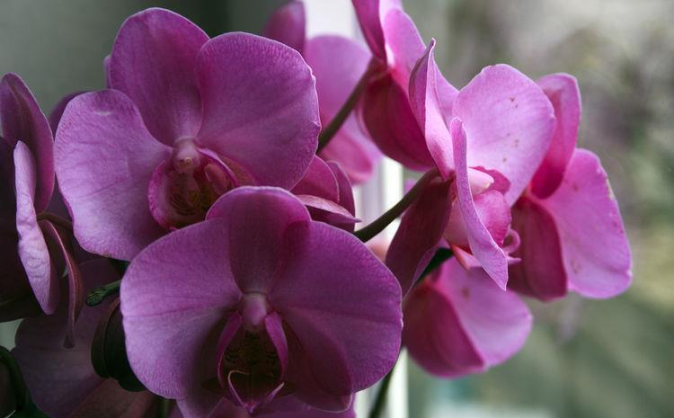 『款花』家养“5款花”,浇点水就爆盆,阳台上栽上几盆,花开美观又大气