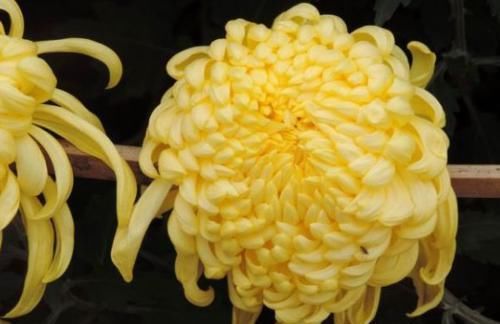  『花开香』此款植物经常爆盆，好养颜值高，枝叶亭亭玉立，花开香飘溢满屋