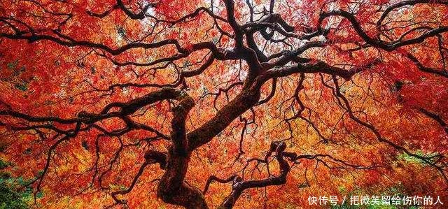 明年，种5种树经济效益高，国外农民赚了钱，早点下手为强
