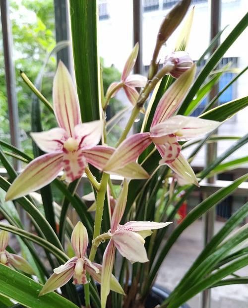  『值得』养花就养此款花，植株冠形丰满紧凑，养殖容易，值得拥有