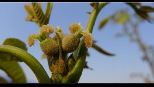 农村如果要有这种植物，一定保护好，食用美味价值高