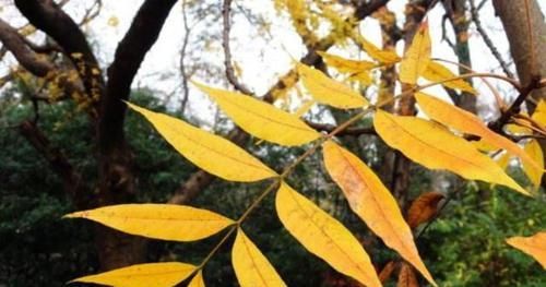  植物：农村有一种树，过去拿来当柴火烧，殊不知树叶是稀罕物，价值珍贵