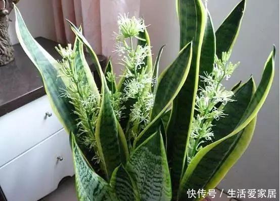  #叶片#卧室养“3种花”，空气清新、睡眠好，枝叶翠绿、观赏性高，真值
