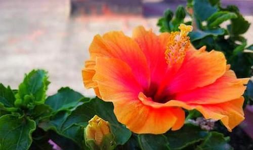  #下垂的情况#盆栽扶桑花，注意几个“小细节”，满树爆侧芽，四季能开花