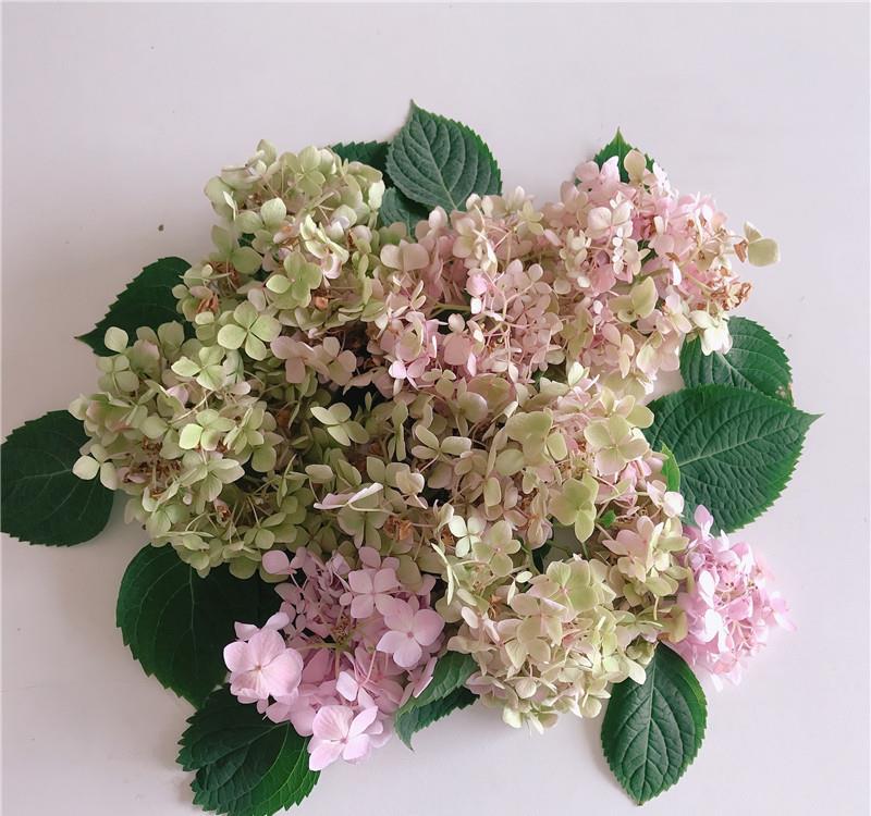 花儿■90天前,绣球花刚开箱,90天后,花儿已凋谢,一起来坐时光机~