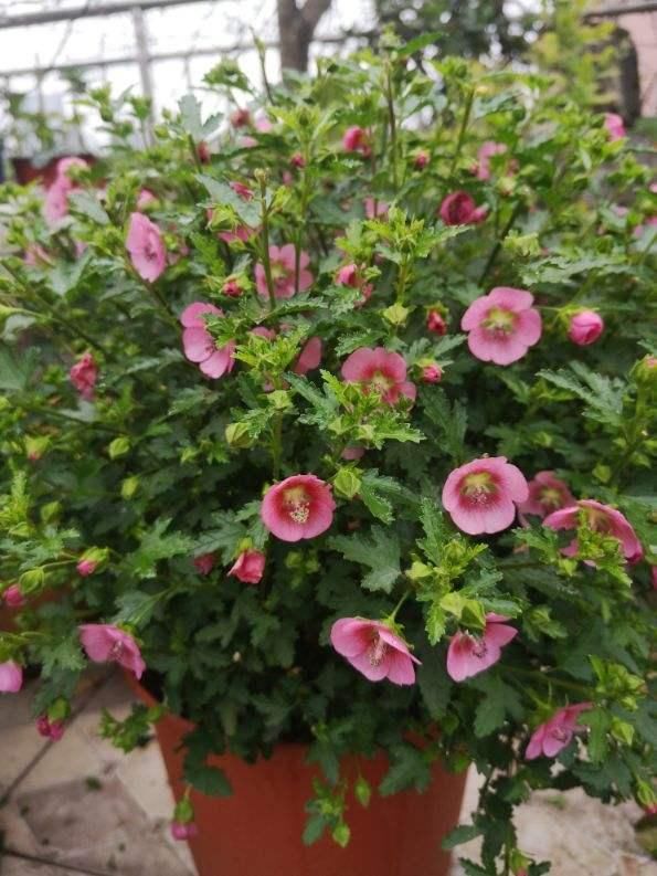  「开花越多」3种花，夏天一到就开爆，盆盆开花上千朵