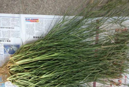  【良药】农村有一种奇草，是一种良药，治疗老人的风湿有奇效