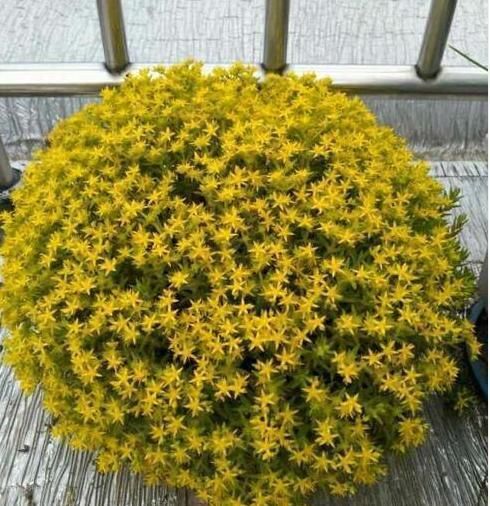  『花盆』长石缝里的小草，看到拔1棵，种花盆，浇水就生长，比吊兰美10倍