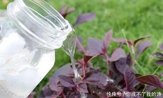  特别|可以给植物补充钙和钾元素的鸡蛋壳，使用方法特别简单