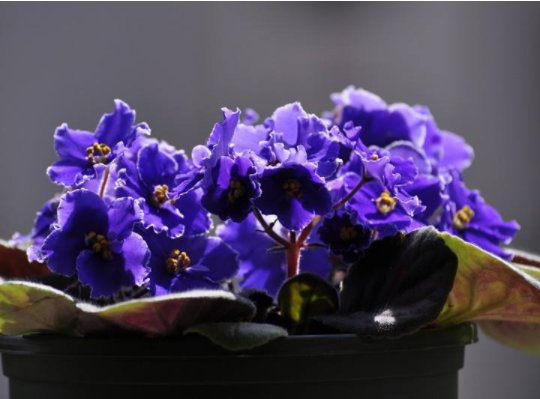  [生长]阳台首选这几款花，四季开花不断，阳台变花海，花色绚丽多彩