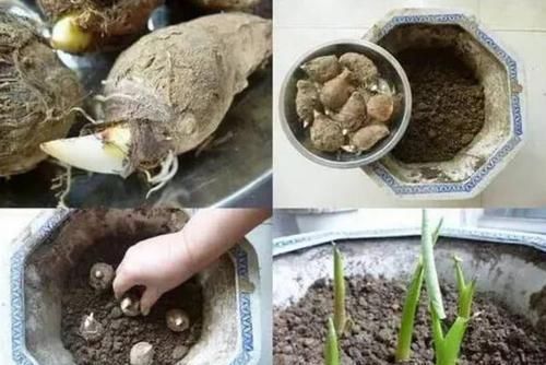  『芋头』张大妈把发芽的“芋头”，埋在花盆里，结果收获一盆芋头盆栽