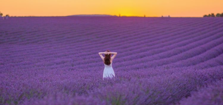 德国隐世湖心小岛，被600多株玫瑰包围， 竟然还有人生活在这里