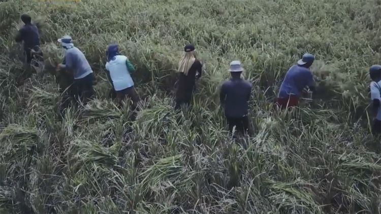  民间|民间牛人发明“手摇式”插秧机，不用油不用电，200元造一