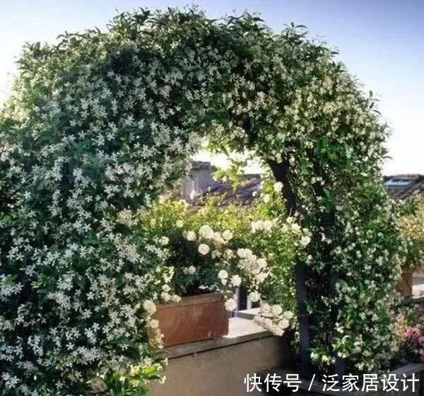  「日常」风车茉莉花朵非常像风车，日常养护风车茉莉有哪些技巧？