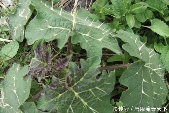 「人称」山沟里,有1种野草叶片带刺,人称“刺天茄”,有小果子,珍贵!