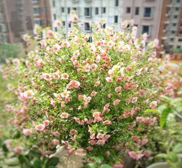  『停歇』开花劳模“小木槿”，学会这3步，花开不停歇，炼成“棒棒糖”