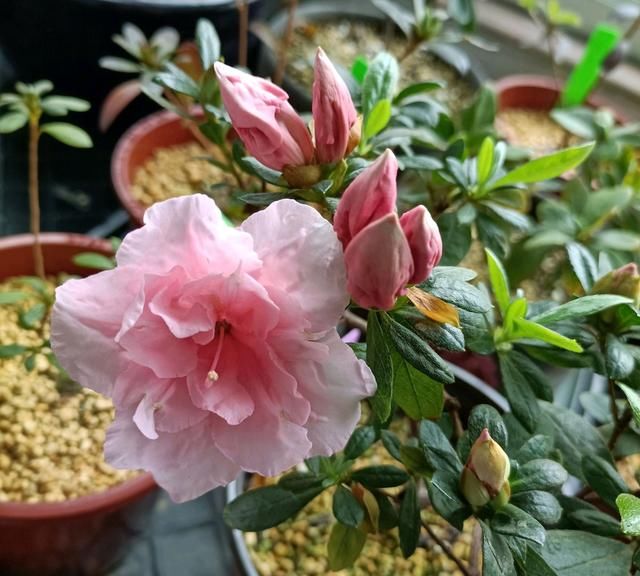  『盆土』杜鹃花长出新芽就发黑？闷根是首因，室内养护杜鹃花，2点很关键