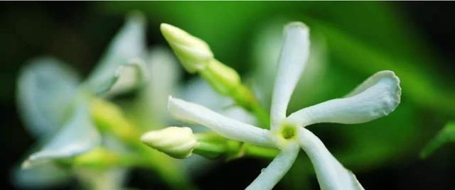  「天竺葵」养花就养此3种，好养易活开花爆盆，一年四季开花不断，越养越爱