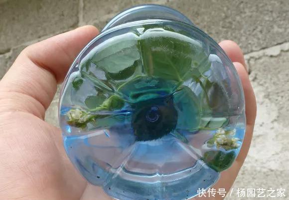 扦插:养花技巧:不到3分钟,塑料瓶做成扦插神器,7天长出大白根!