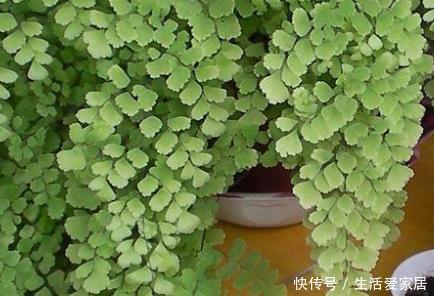 『适合』这三种绿植最适合放在客厅,既美观又健康,轻松蹭蹭长不停