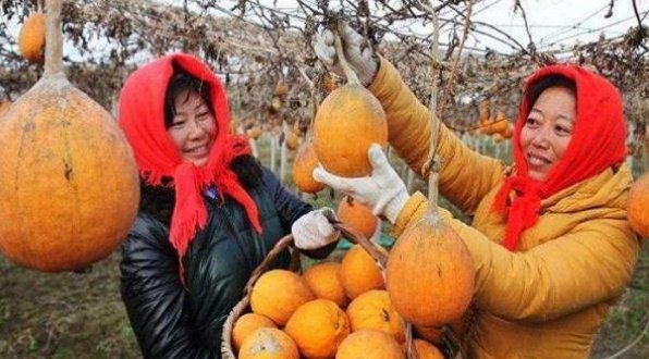  全身■我国的抗旱作物，适应性强，全身是宝，市场价格非常高