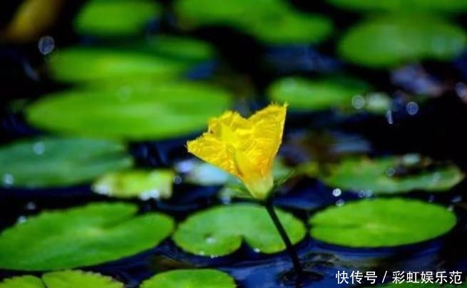 #恩惠#金黄小花立水上,柔情恩惠荇菜语