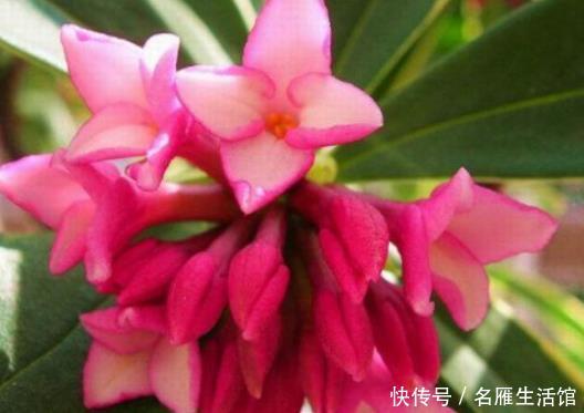  五彩斑斓：新手养花，不如养盆花中精品“金托桂”，花开金闪闪，五彩斑斓