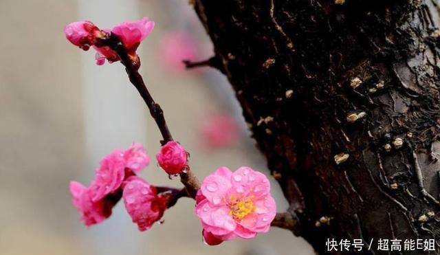  【虚化】只需3步，即可拍出娇艳欲滴的花朵！这样的技巧你会了么