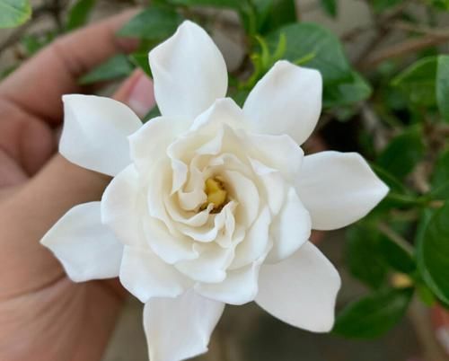  「进生根」买回来的切花栀子花怎么扦插？5步操作，半个月冒白根一个月成苗