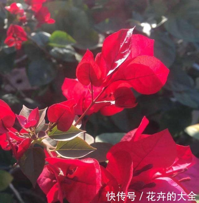 『养花』想养花不知道养啥好?根据3个方面选,越养越好,四季开花长爆棚