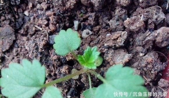 草莓■阳台上盆栽草莓,好吃好种又好看,结的果子四季吃不完!