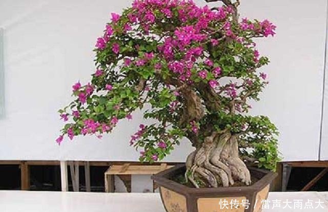  #红艳#家养1棵三角花老桩，枝头开花后红艳诱人，美得晃眼，邻居超羡慕